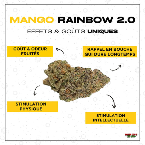 Meilleure fleur cbd : Mango Rainbow