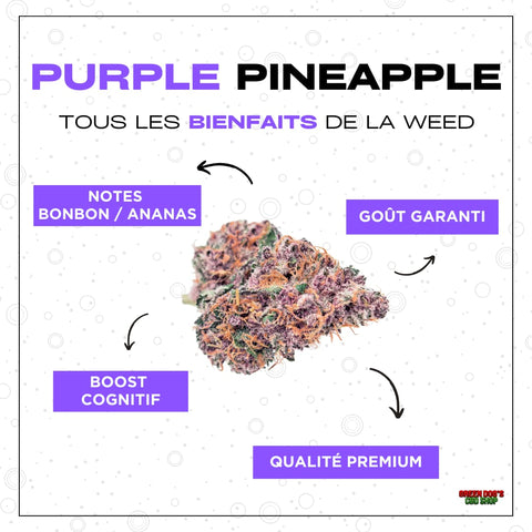https://greendogs.fr/products/purple-haze-cbd-indoor?_pos=1&_psq=purple%20pin&_ss=e&_v=1.0