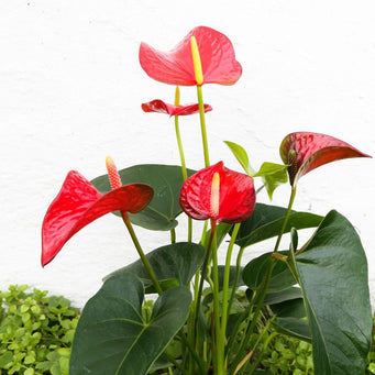 Anthurium planter