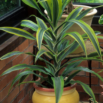 Dracaena