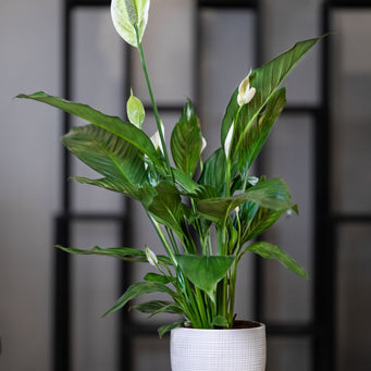 Peace Lily