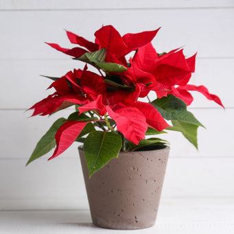 Poinsettia plant