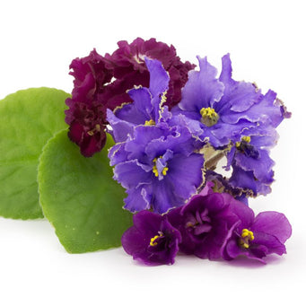 Violet plant