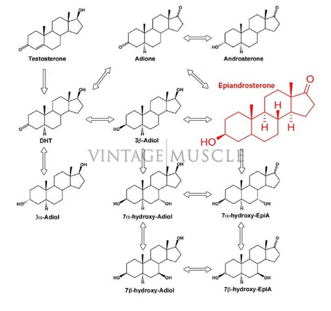 epiandrosterone conversion to dihydrotestosterone