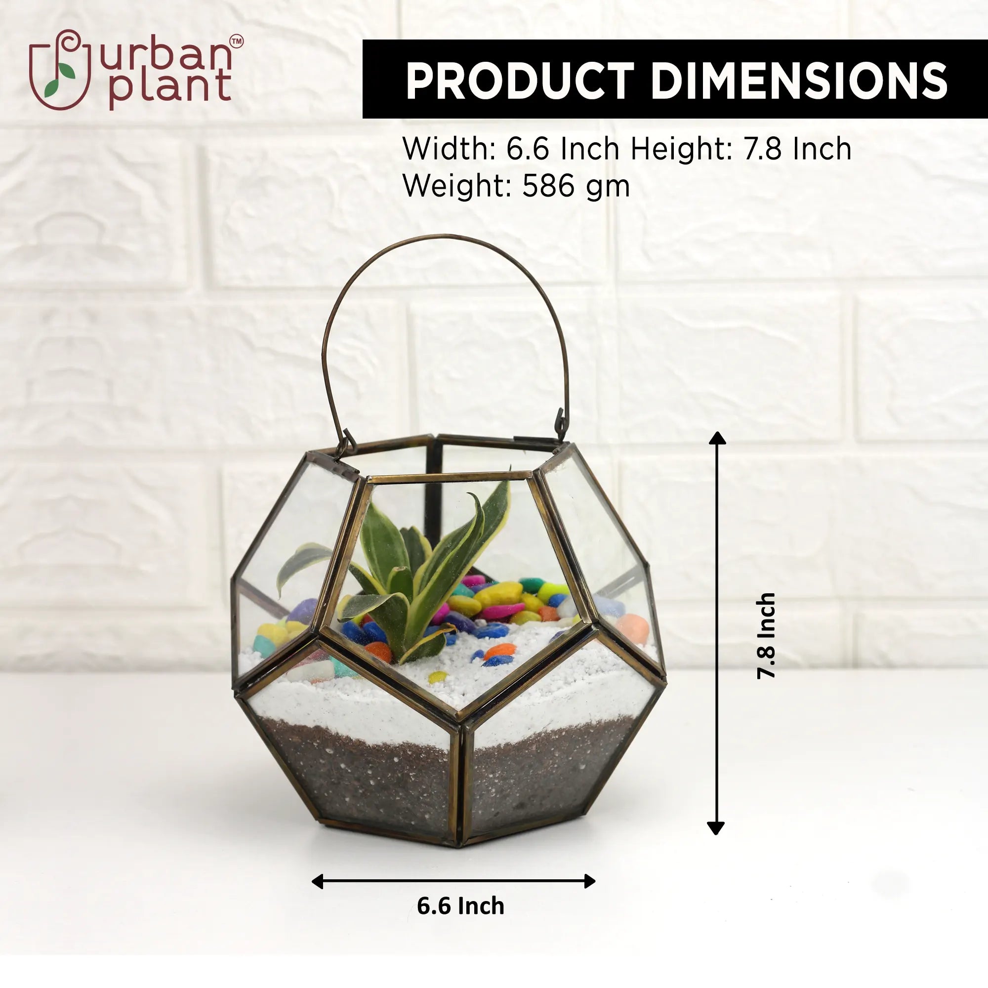 Hexagonal Glass Terrarium Table Top Artware Perfect Fit for
