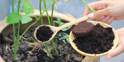 Coffee ground, Coffee residue is applied to the tree and is a natural fertilizer, Gardening hobby