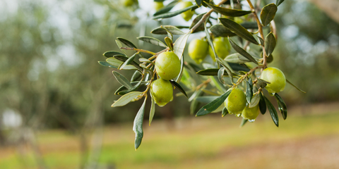 Green olive tree branch