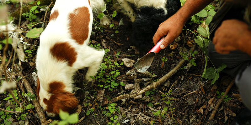 Truffle hunting dogs in the forest