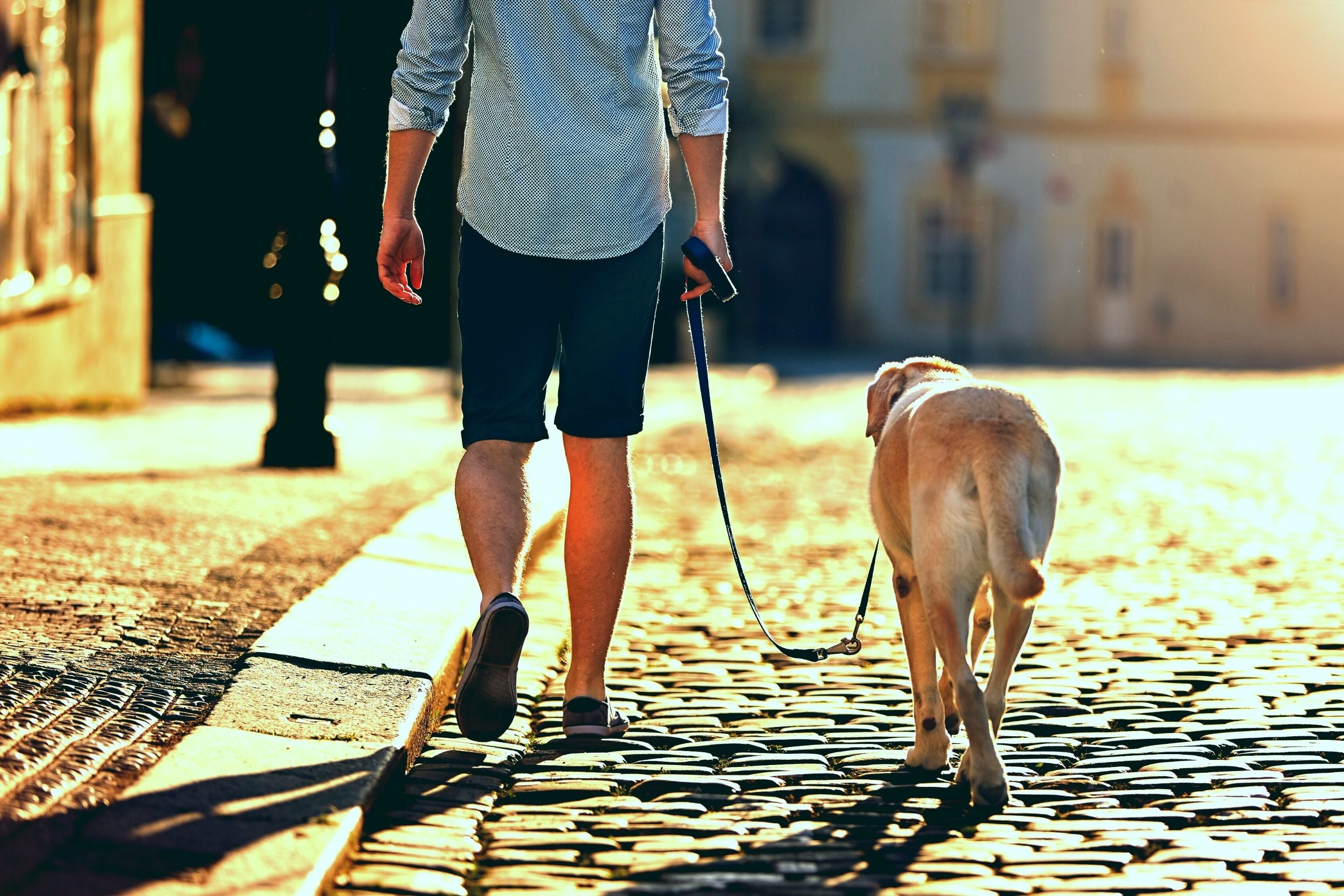 man walking dog in the morning