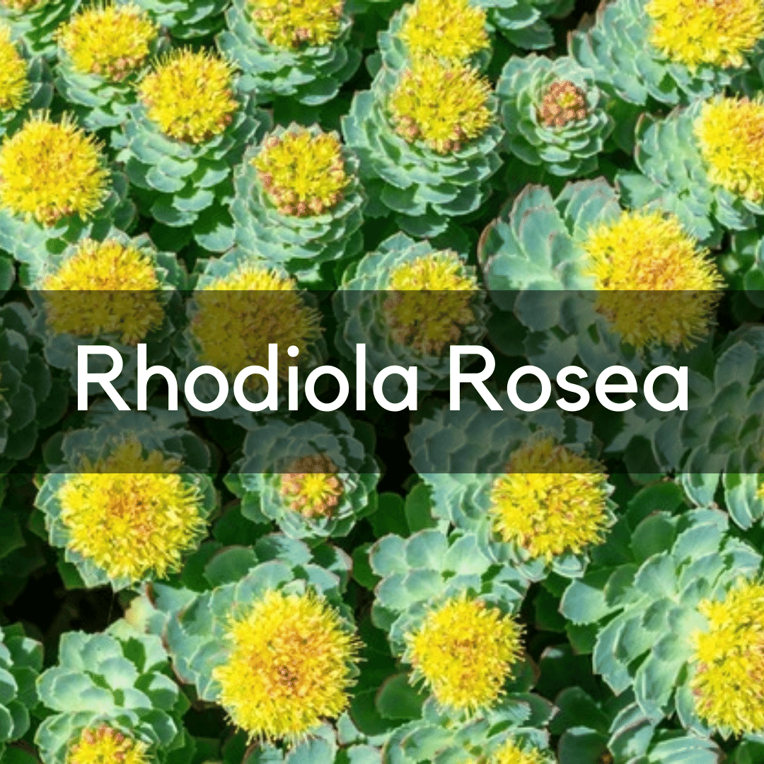 Rhodiola Rosea