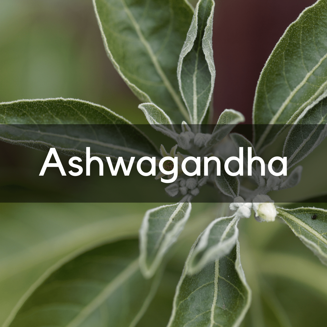 Ashwagandha