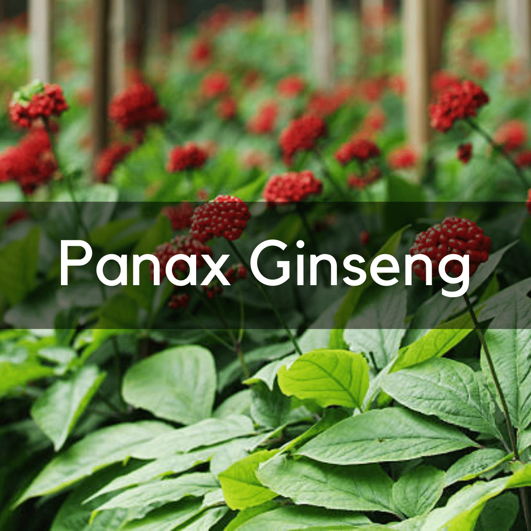 Panax Ginseng