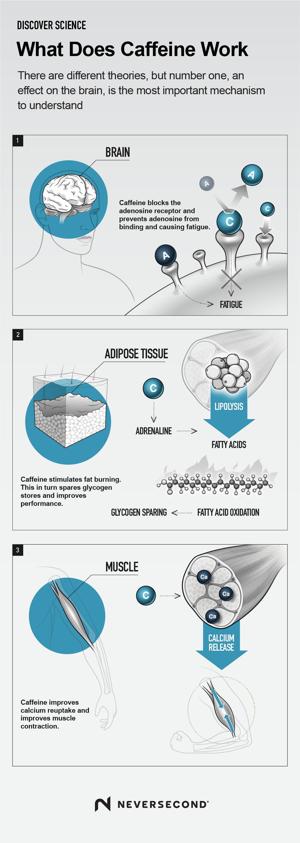 How Does Caffeine Work Infographic