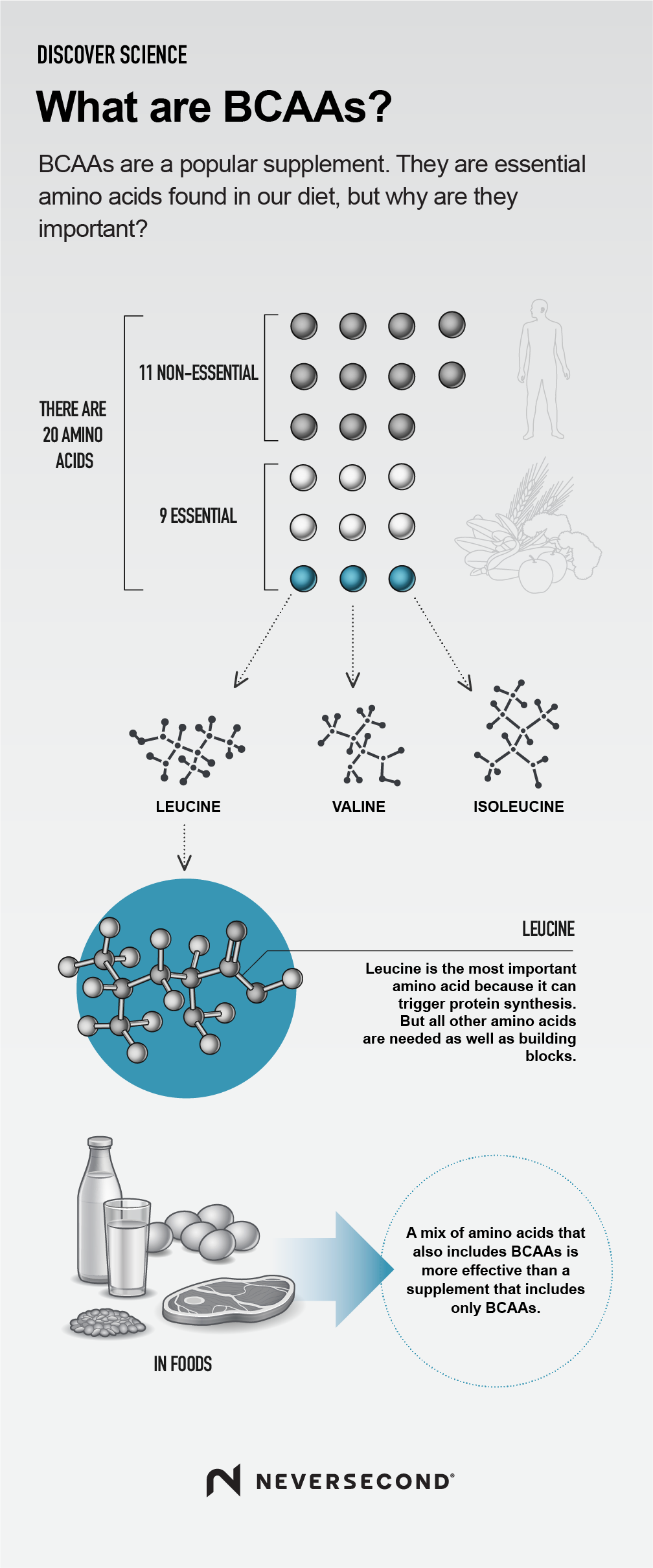 What are Branched Chain Amino Acids Infographic