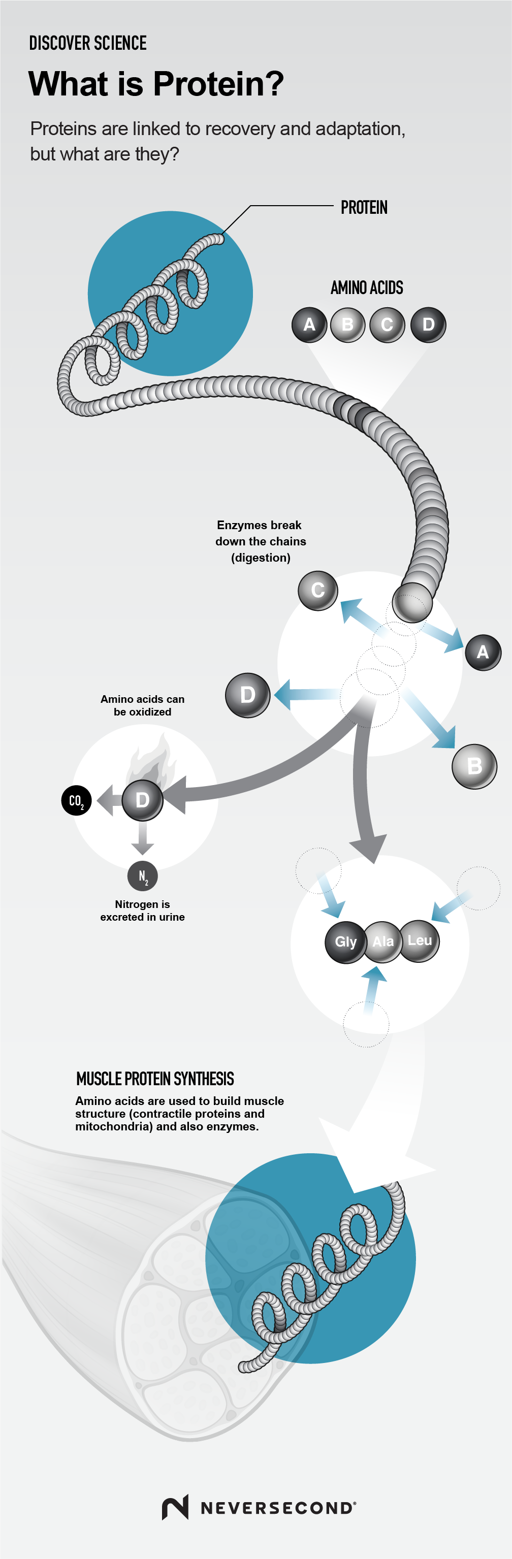 What is Protein Infographic