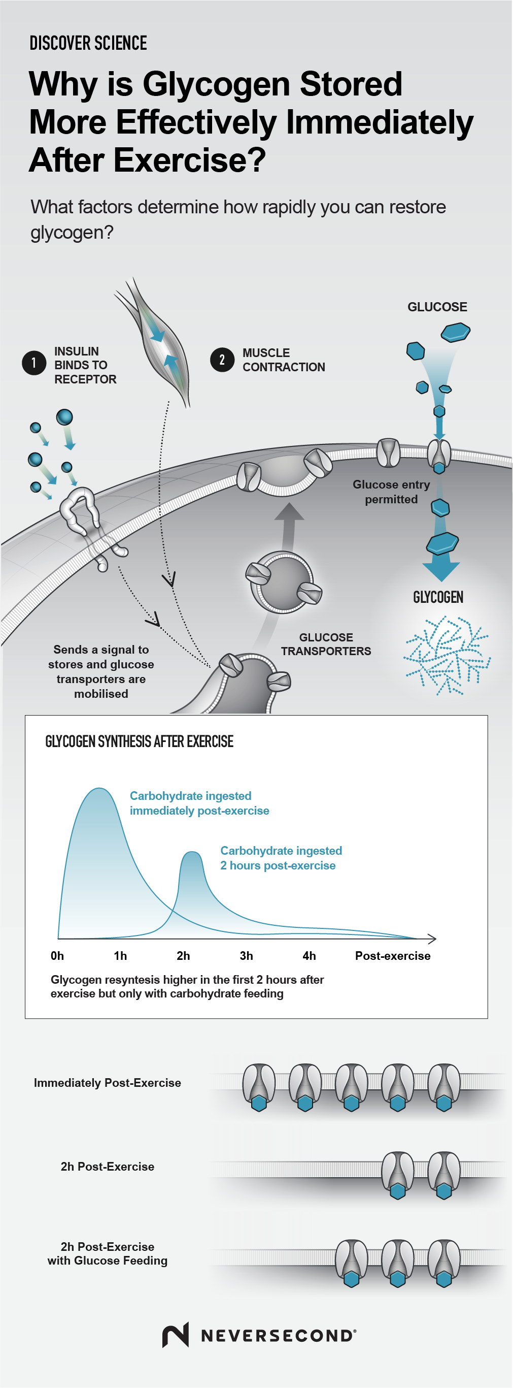 Rapid glycogen recovery