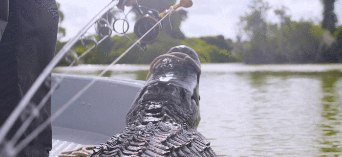 Custom Fishing Rods Go Alligator Hunting