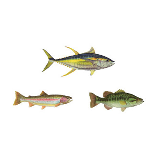  50Pcs Funny Fishing Rod Decals Grouper Bass Trout Sailfish Stickers  Fishing Decals for Trucks Window Boat : Sports & Outdoors