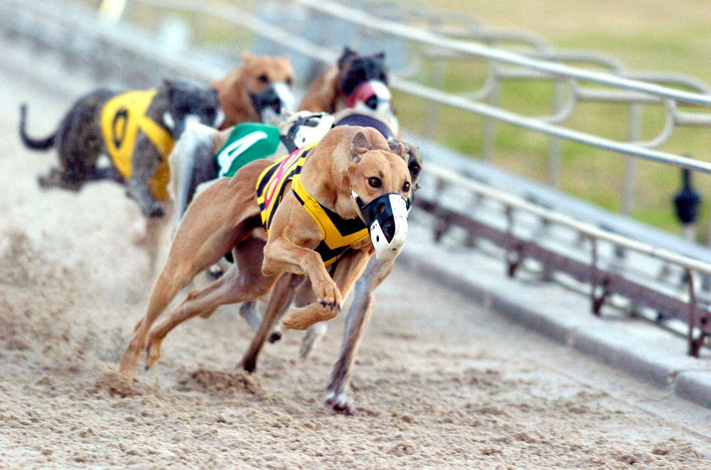 dog racing betting online