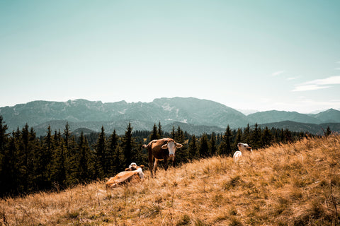 cattle produce beef tallow used in skincare