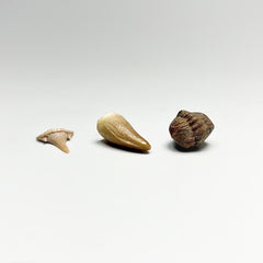 Small Fossils