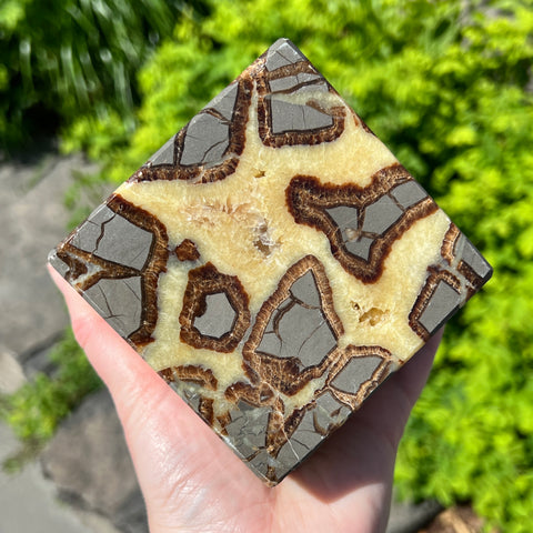 Septarian Carved Fossil Cube