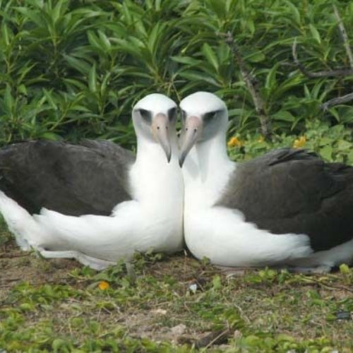 Comment la Monogamie se Reflète Dans la Nature - Albatros