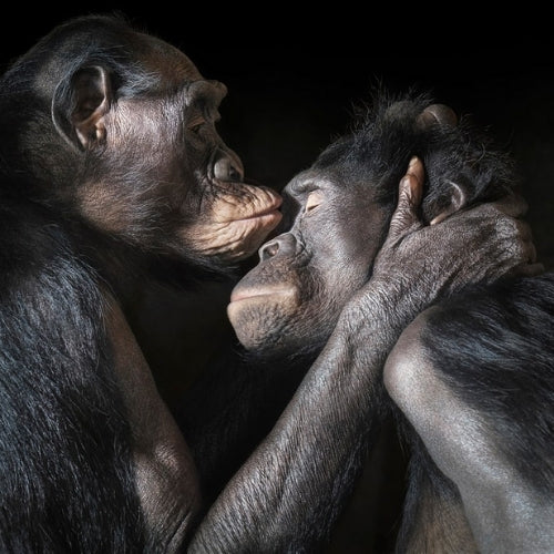 Comment la Monogamie se Reflète Dans la Nature - bonobos