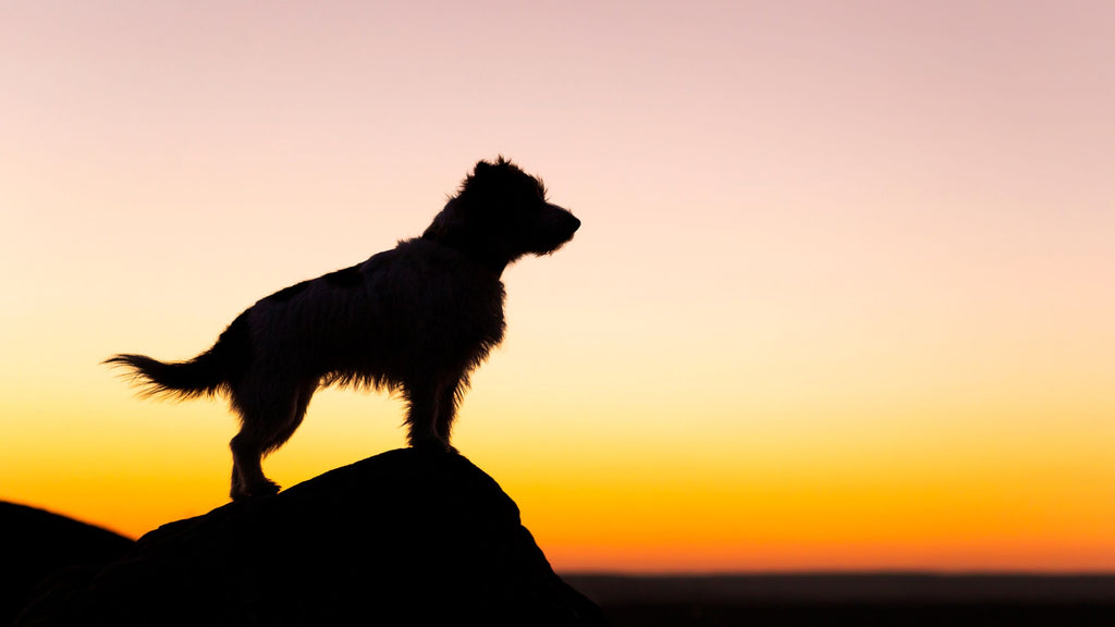 Silhouette of dog against the sunset