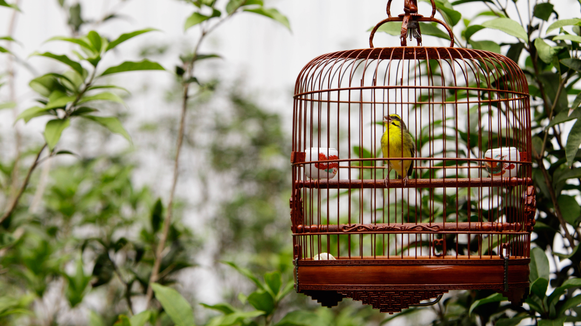 bird-poisoned-symptoms