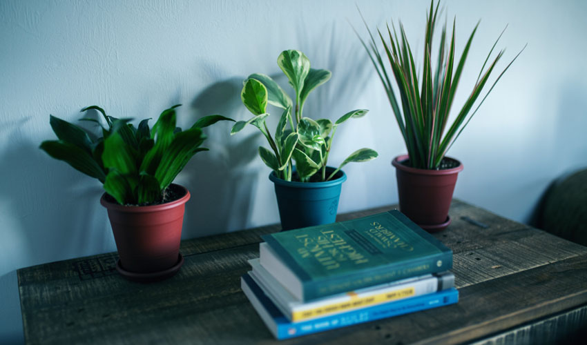 Best indoor plants for allergies