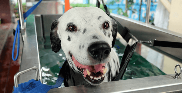 is hydrotherapy good for dogs with hip dysplasia