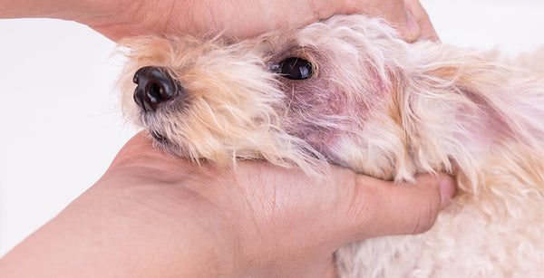 can probiotic help dogs dry skin