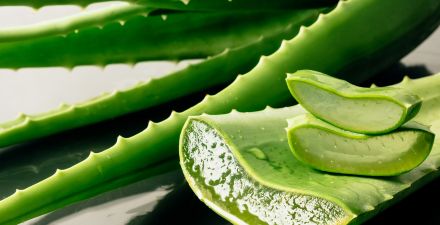 Aloe safe for dogs to lick