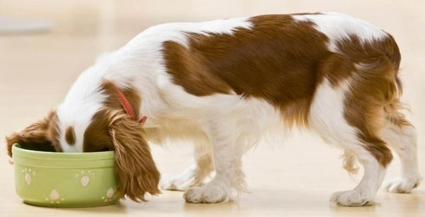 are red beet safe for dogs to eat