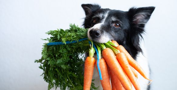 can carrots cause loose stools in dogs