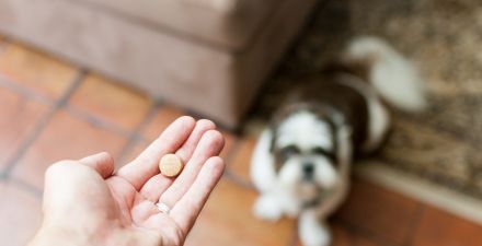 can dogs use glucosamine for humans