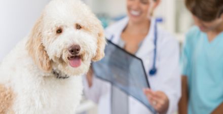can my dog live a normal life with hip dysplasia