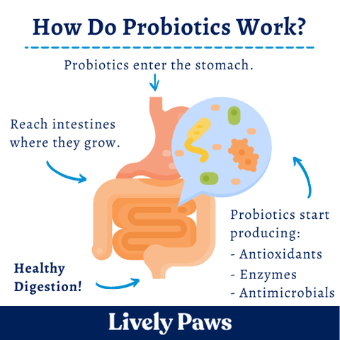 How do Lively Paws Wellness probiotics work?