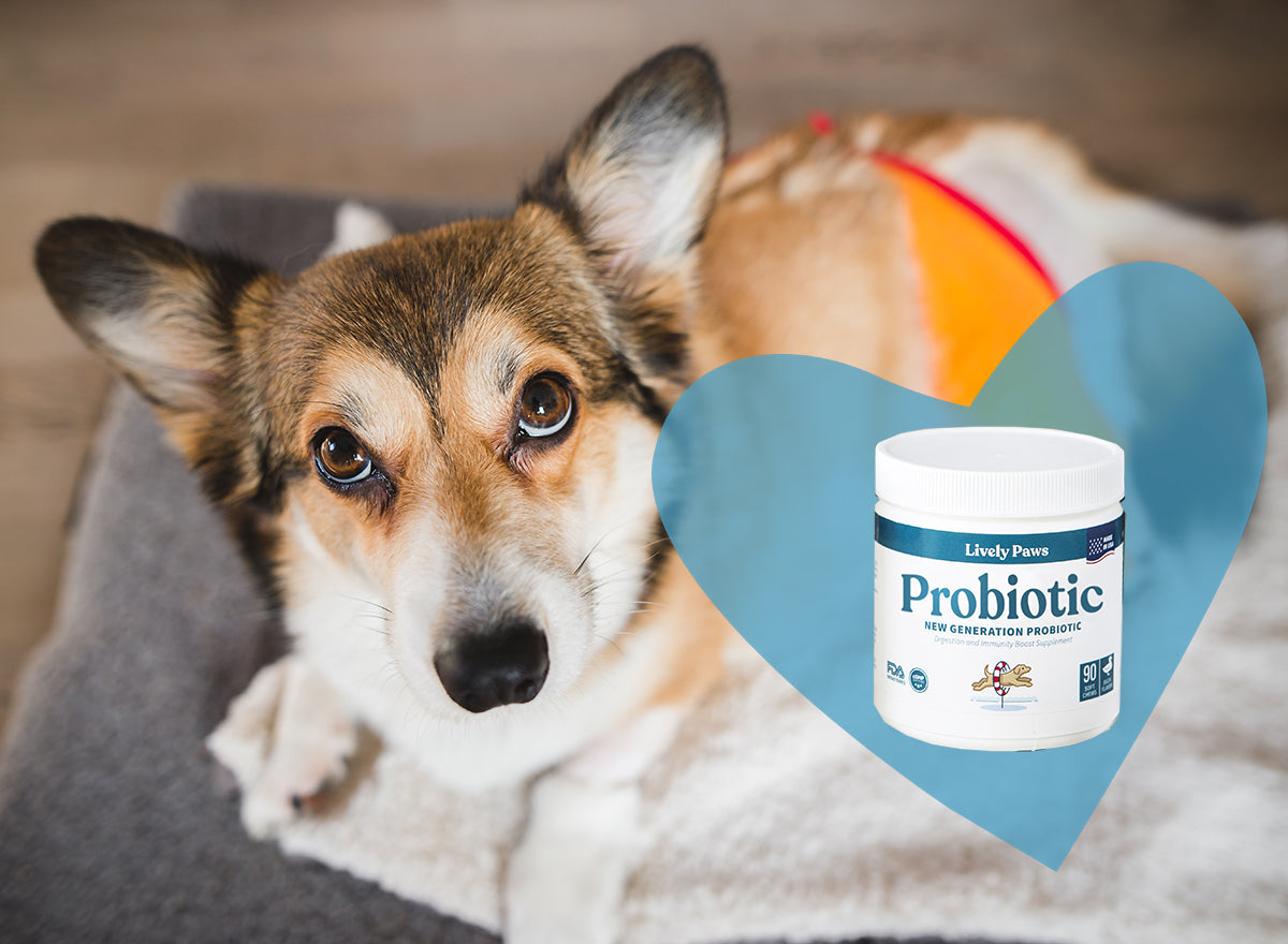 which probiotic is best for my dog