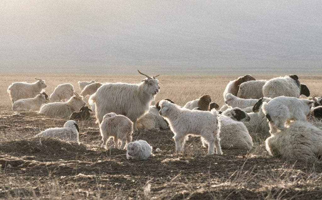 Photo: Naadam