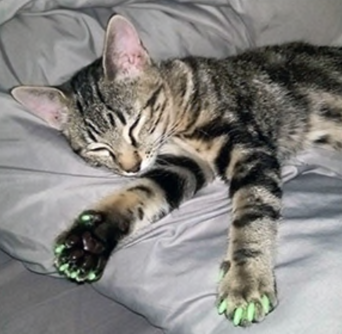 soft claws for cats