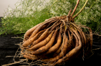 Benefits of shatavari root