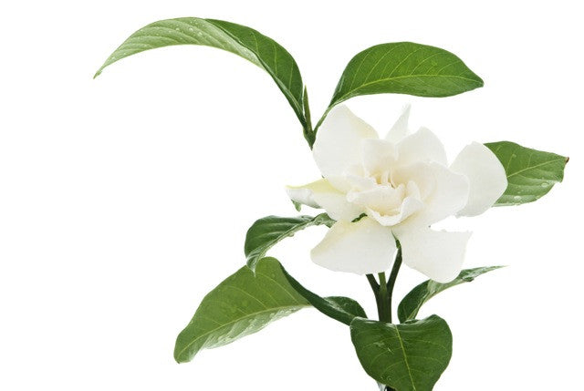 Gardenia Absolute — Sunrise Botanics