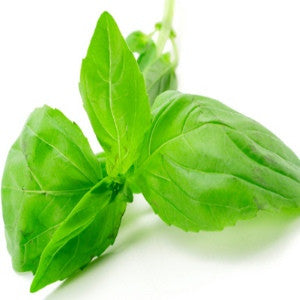 Holy Basil Essential Oil (India) - Sunrise Botanics