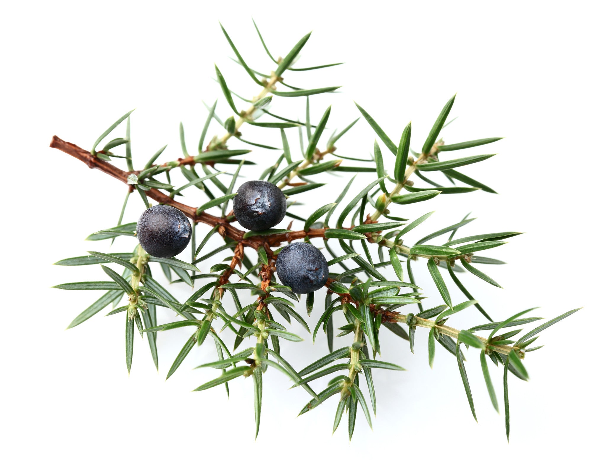 juniper leaf essential oil (nepal)