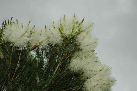 Tea Tree Essential Oil (Australia) - Sunrise Botanics