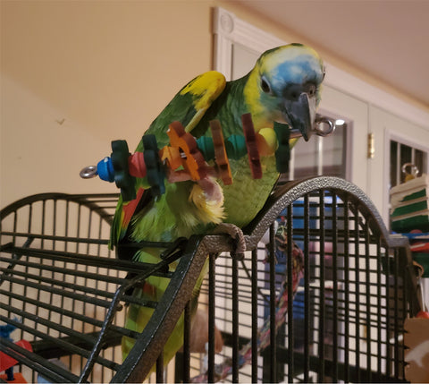 Vicki the Blue Fronted Amazon