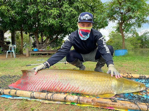 Fat Bass arapaima 2