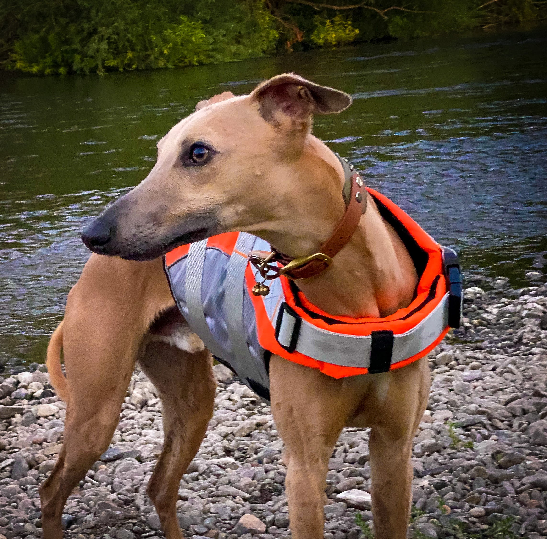 whippet life jacket